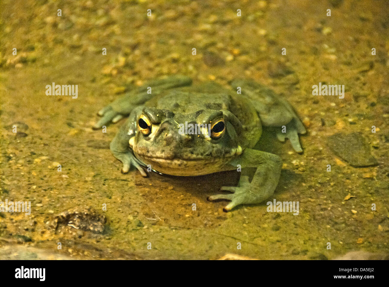 Sonoran Wüste, Kröte, Bufo Alvarius, Kröte, Tier, USA, USA, Amerika Stockfoto