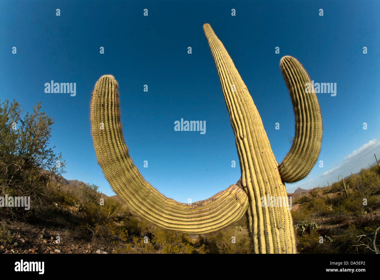 Saguaro Kaktus, Arizona, Kaktus, USA, USA, Amerika, Pflanzen Stockfoto