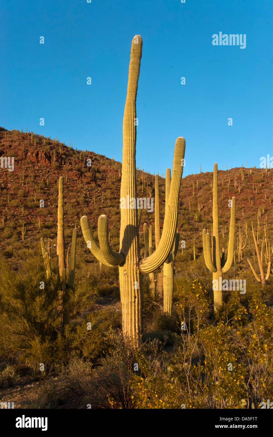 Saguaro Kaktus, Arizona, Saguaro, national, Park, Kaktus, USA, USA, Amerika, Stockfoto