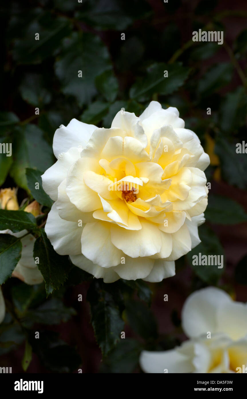Rose "Leverkusen" (Bergsteiger) Stockfoto