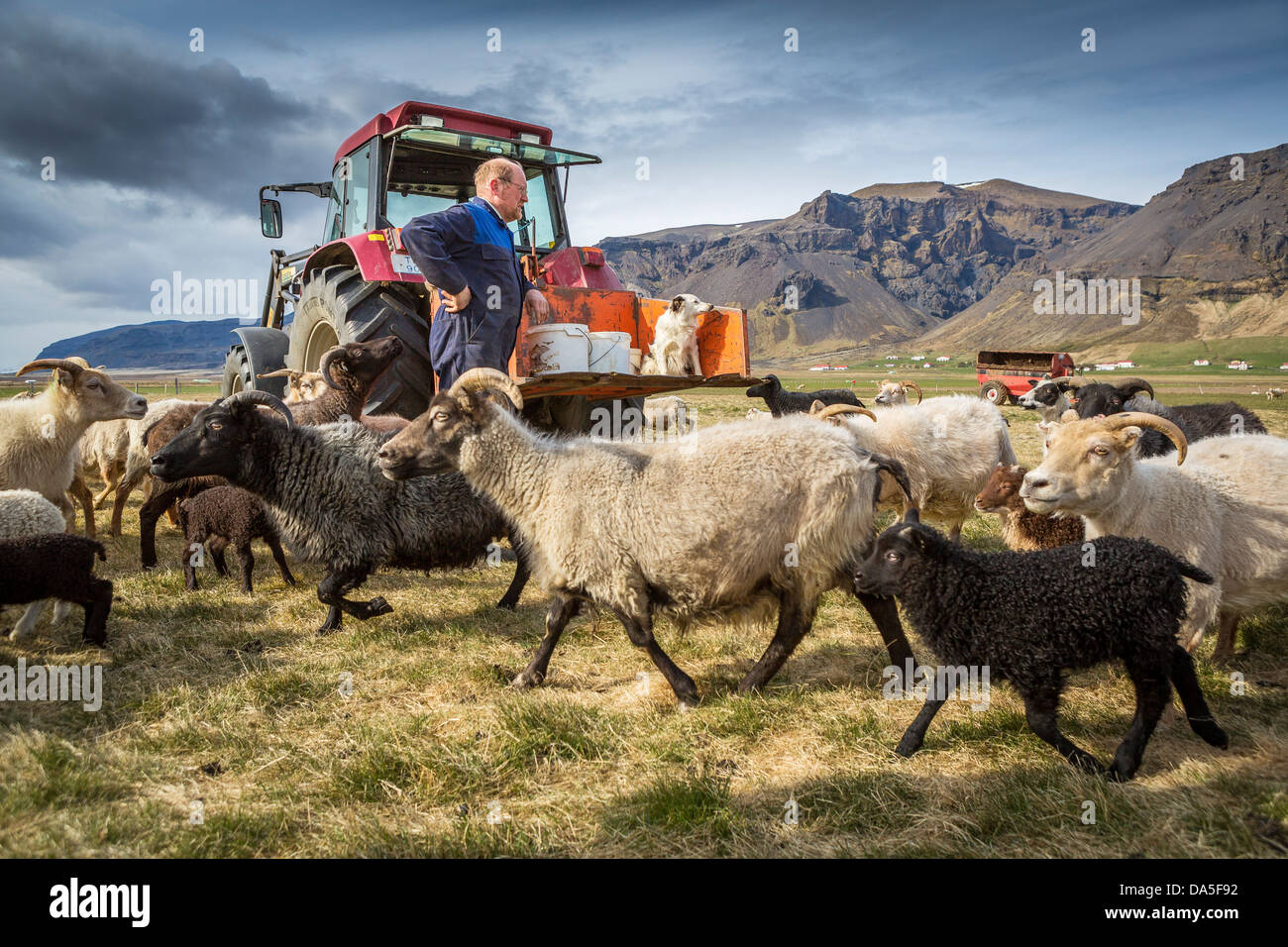 Schafzüchter, die Teilnahme an Schafen, Ost-Island Stockfoto