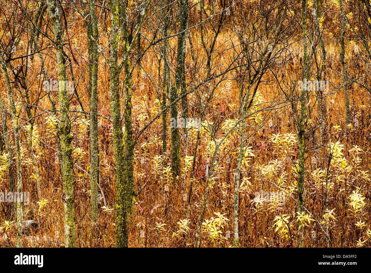 Goldene Farben des Herbstes mischen mit Moos bedeckt Bäume bunt abstrakt zu erstellen. Stockfoto