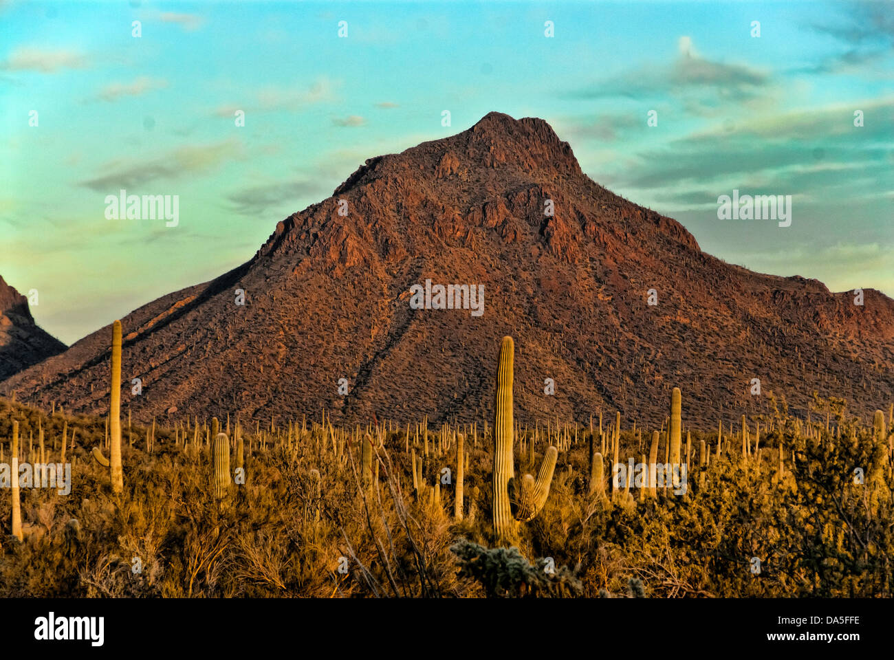Tucson, Berg, Park, Arizona, USA, USA, Amerika, Landschaft, Stockfoto
