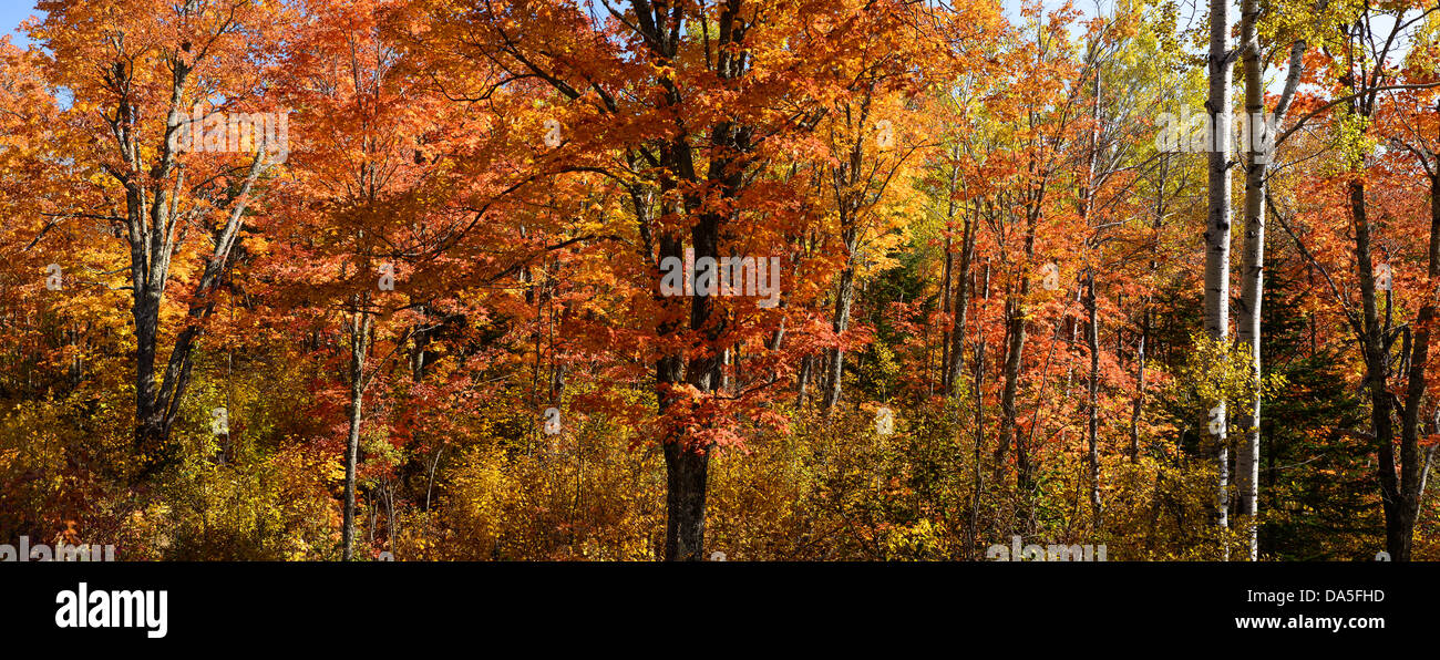 Bunte Herbst-Bäume in der Nähe von Schroeder, Minnesota. Stockfoto