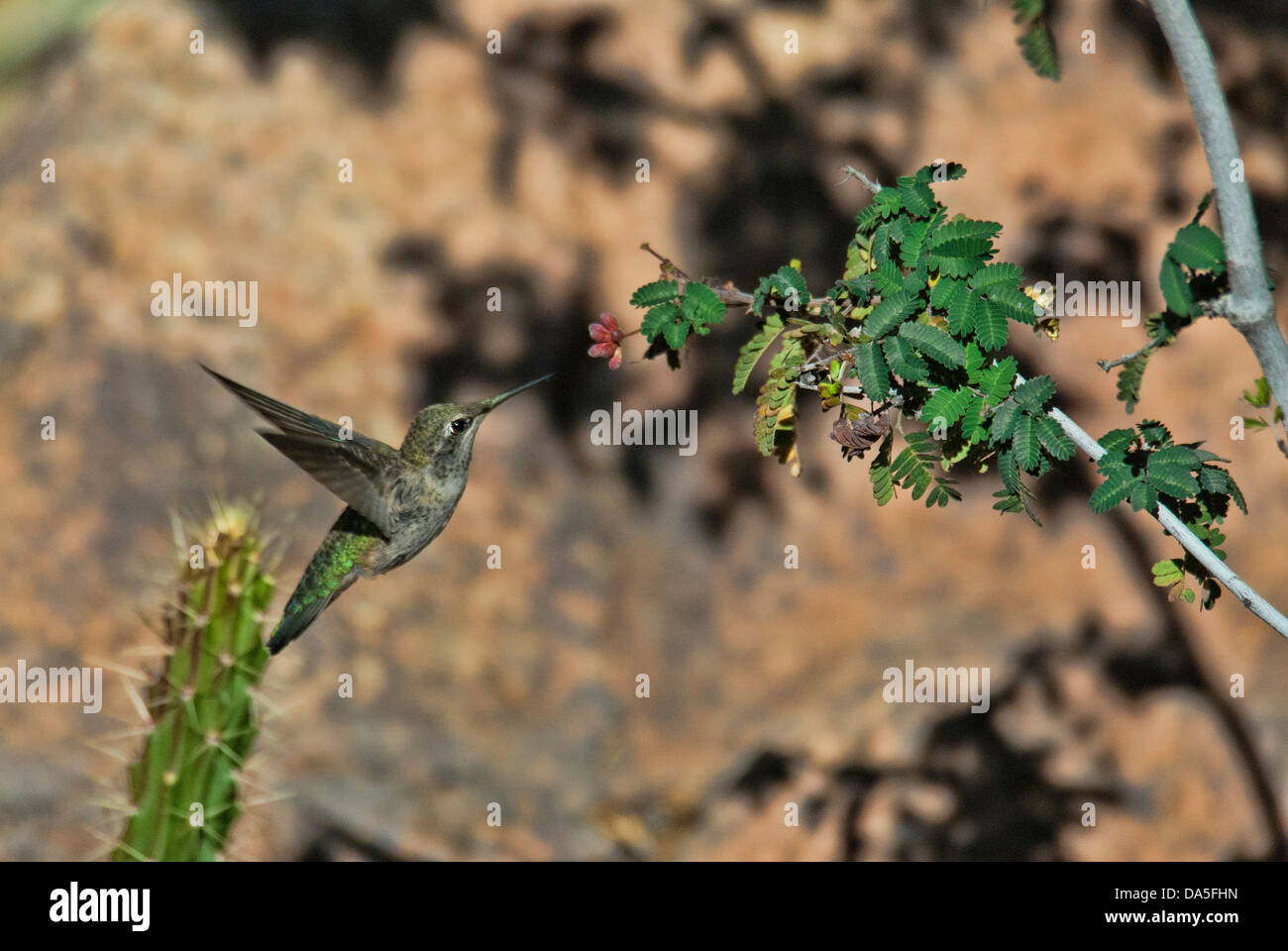 Kolibri des Costas, Calypte besteht, Arizona, USA, USA, Amerika, Kolibri, Vogel, Stockfoto