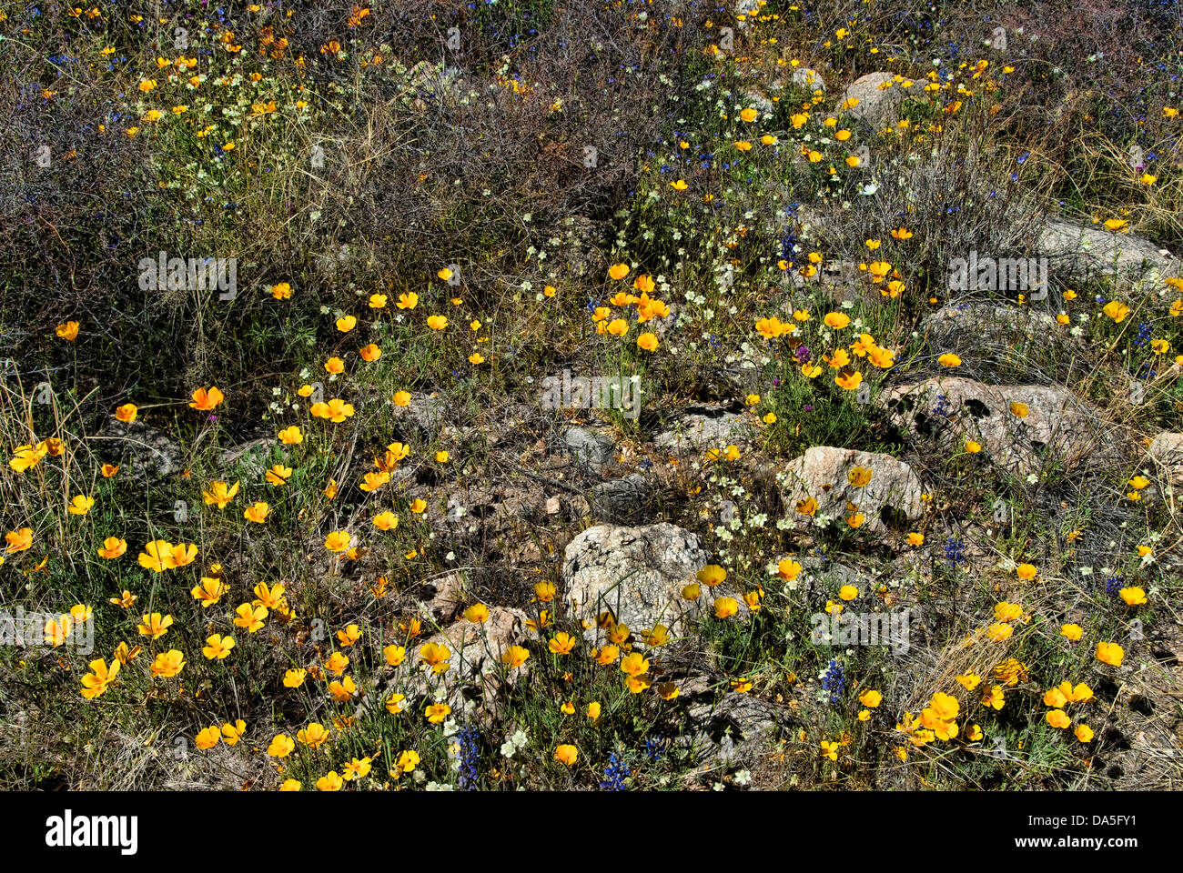 Wüste, Wildblumen, Catalina state Park, Arizona, Blumen, USA, USA, Amerika Stockfoto