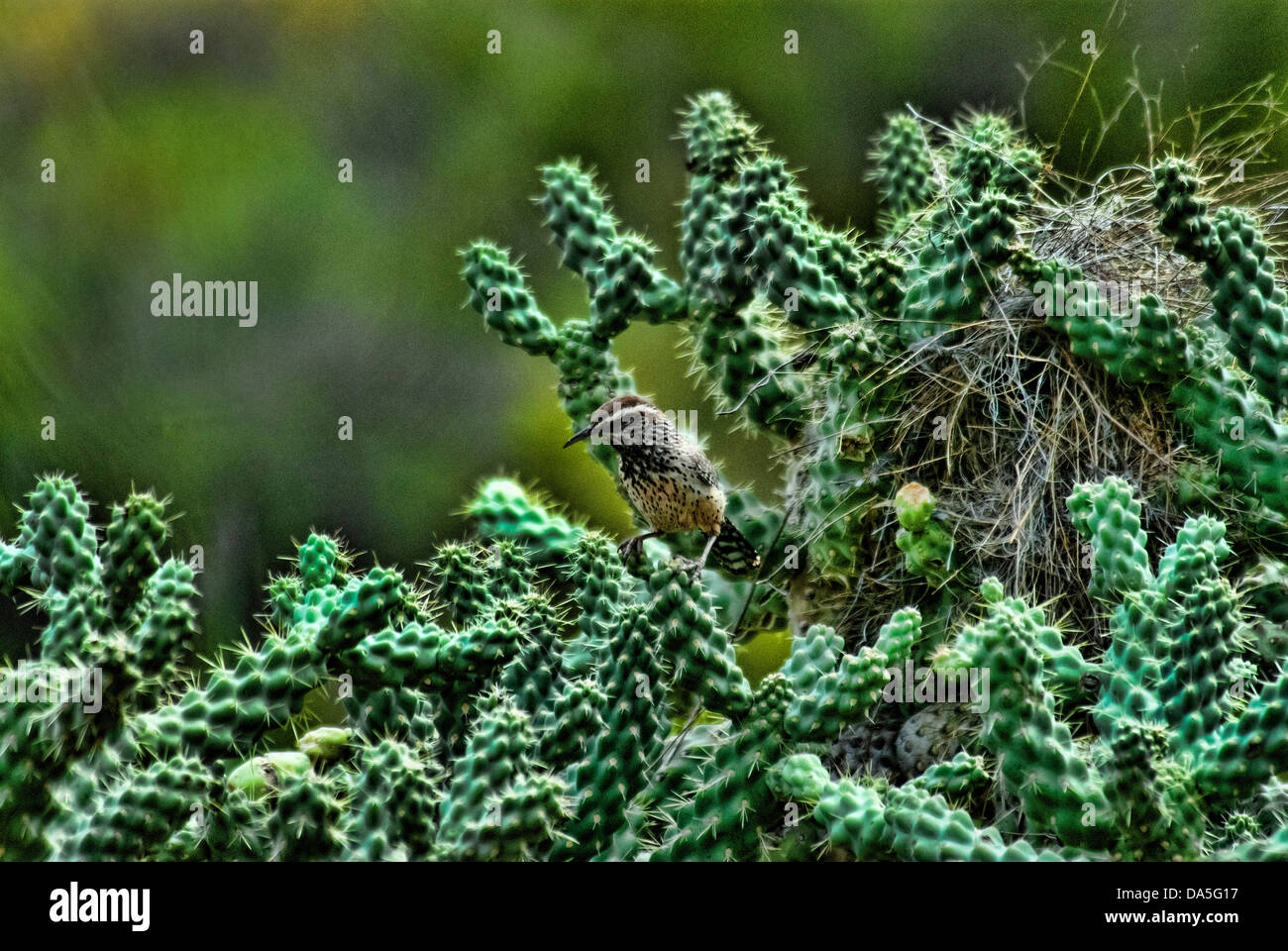 Kaktus-Zaunkönig, Nest, Campylorhynchus Brunneicapillus, Arizona, USA, USA, Amerika, Kaktus Stockfoto