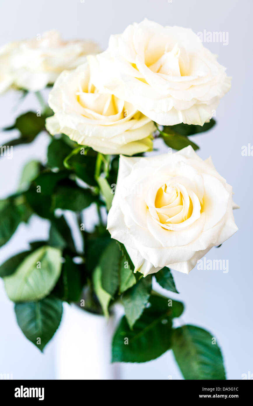 schön und zart weißen Rosenstrauß Stockfoto