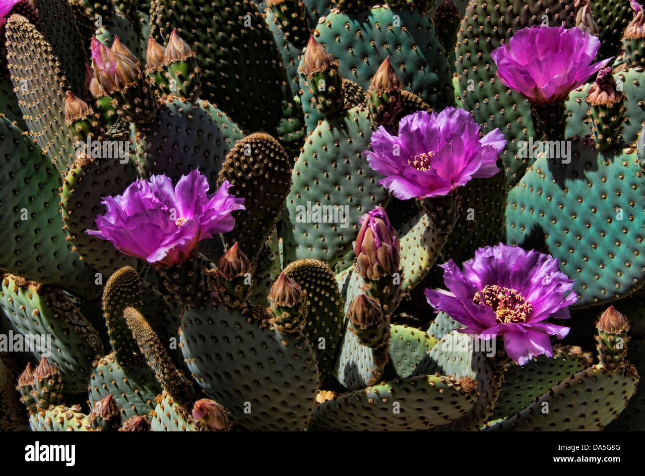 Beavertail Kaktus, blühen, Arizona, USA, USA, Amerika, Kaktus, Blume Stockfoto