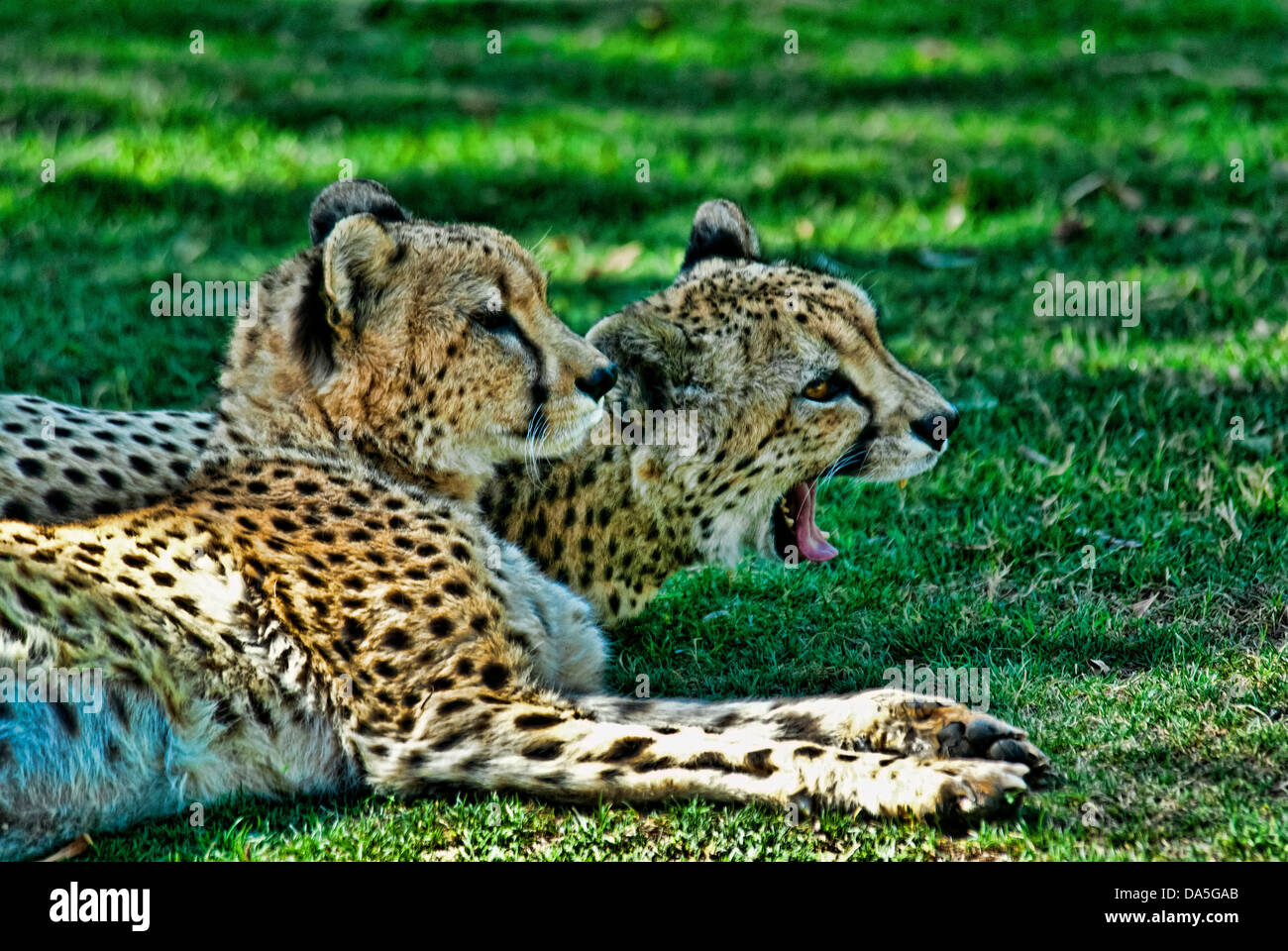 Gepard, Acinonyx Jubatus, Jagd Leopard, Tier, USA, USA, Amerika Stockfoto
