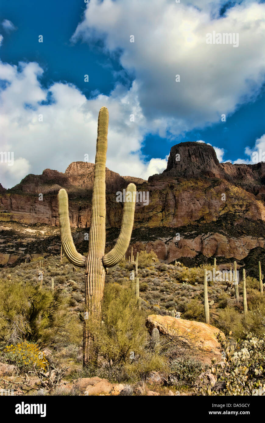 Picketpost, Landschaft, Berg, Tonto, National, Wald, Arizona, USA, USA, Amerika, Felsen, Kakteen, Stockfoto