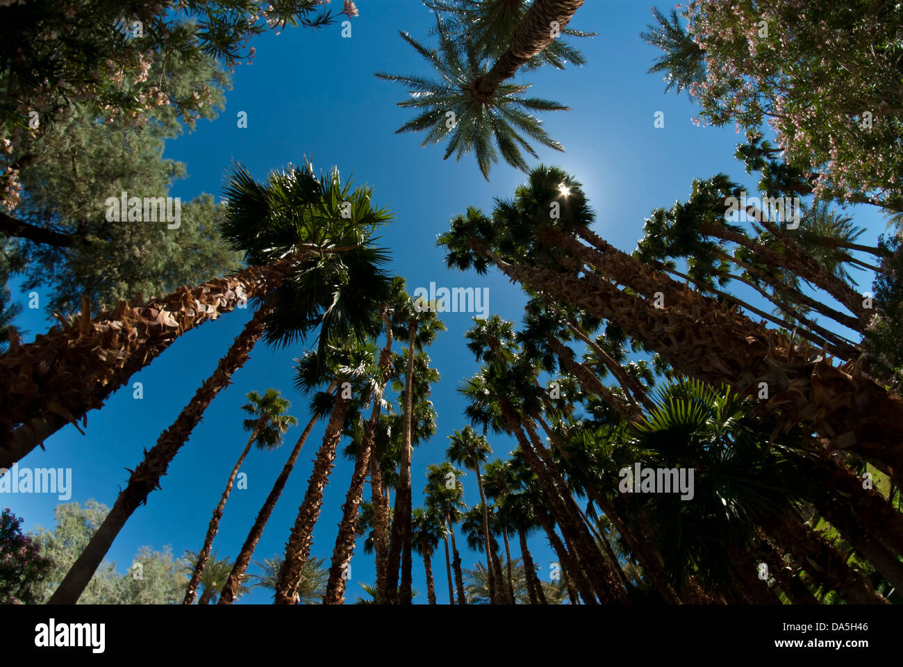 Death Valley Nationalpark, Kalifornien, Palmen, Furnace Creek Inn, Oase, USA, USA, Amerika, Bäume Stockfoto