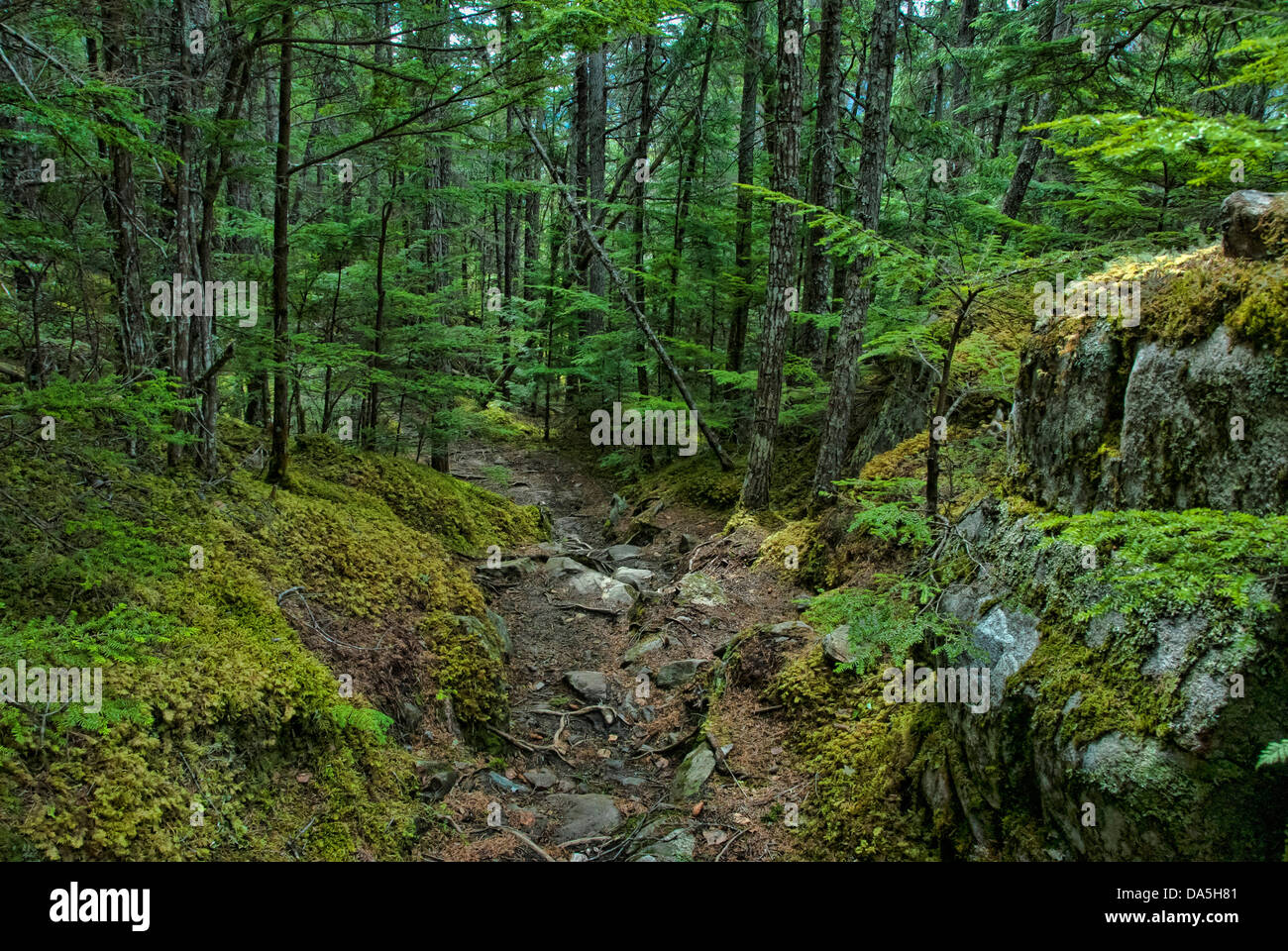 Chilkoot trail, nationale, historische, Website, Skagway, Alaska, USA, USA, Amerika, Wald Stockfoto