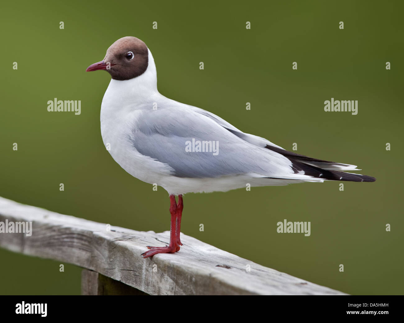 Black-Headed Gull (Larus Ridibundus), WWT Arundel, Sussex, England Stockfoto