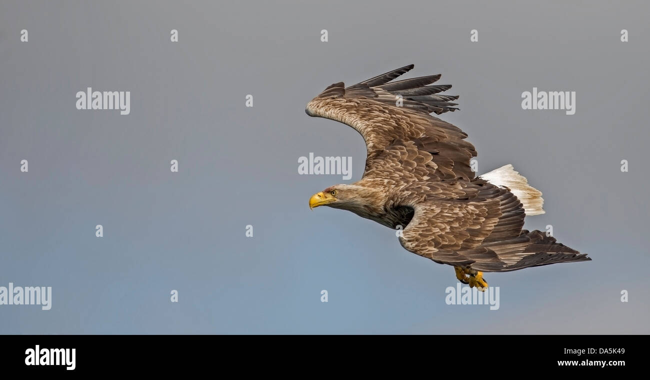 White Tailed Seeadler (Haliaeetus Horste) auf der Suche nach Beute/Fisch auf dem Wasser des Loch Na Keal Stockfoto