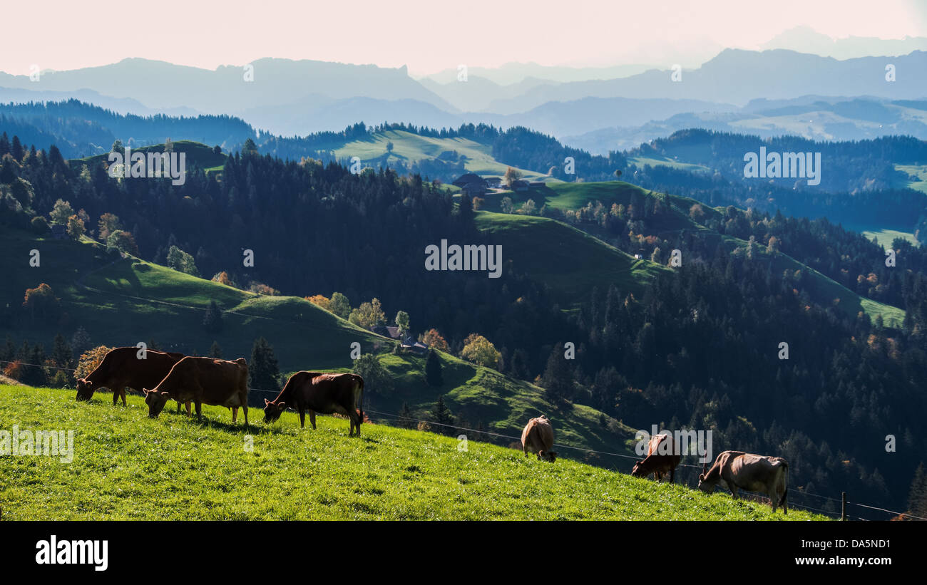 Berglandschaft, Emmental, Hügel Landschaft, Kanton Bern, Bern, Kuh, Kühe, Landschaft, Landwirtschaft, Langnau, Lüderenalp, Milchkuh, d Stockfoto