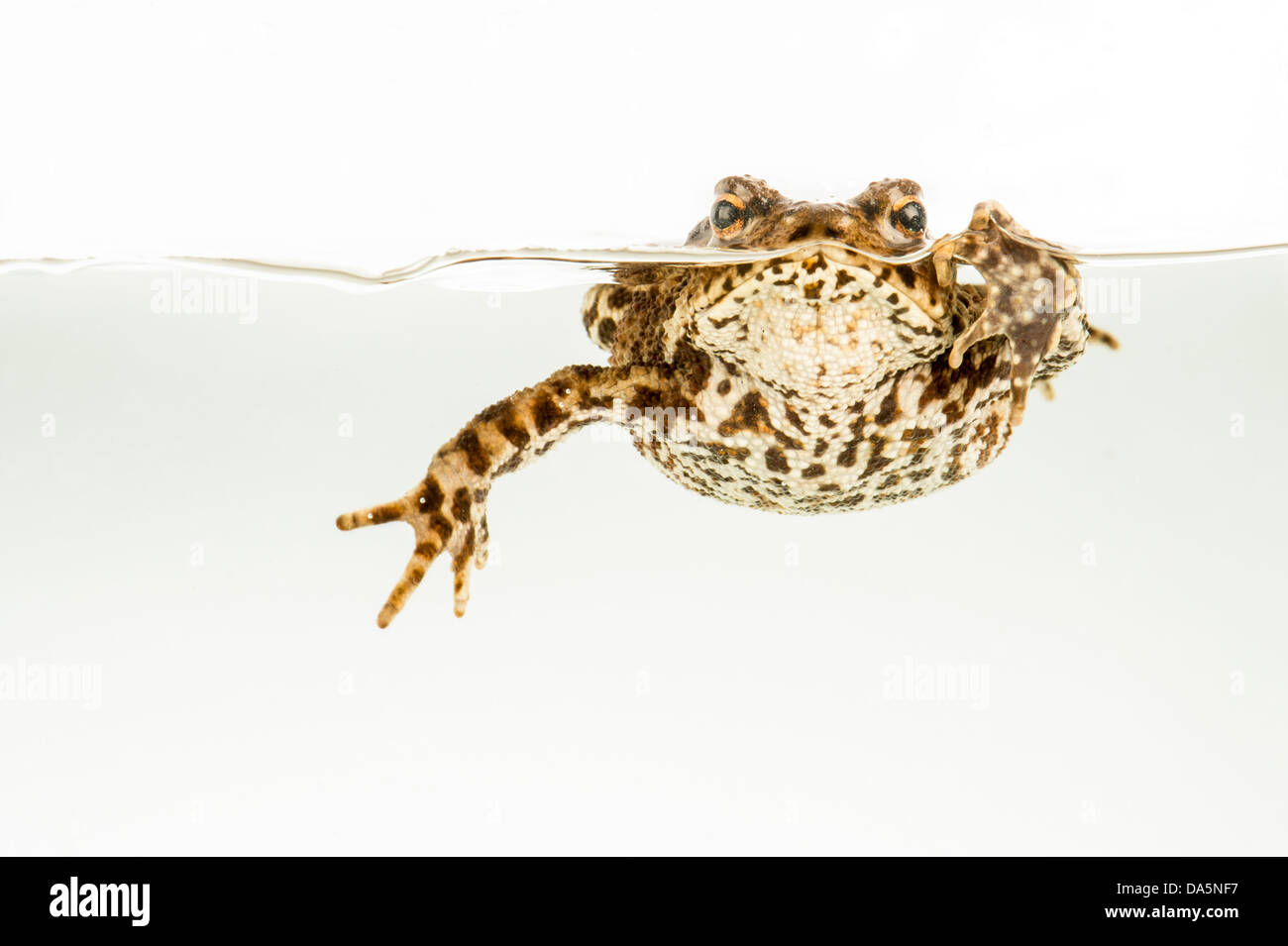 Garten Kröte, Frosch im Wasser schwimmen Stockfoto