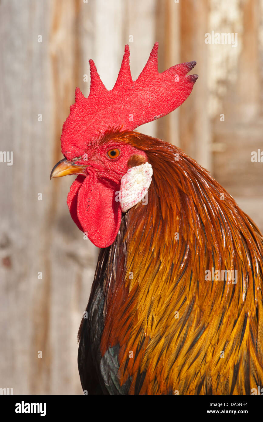 Der farbenfrohe Hahn aus nächster Nähe auf einer Farm in Saskatchewan, Kanada Stockfoto