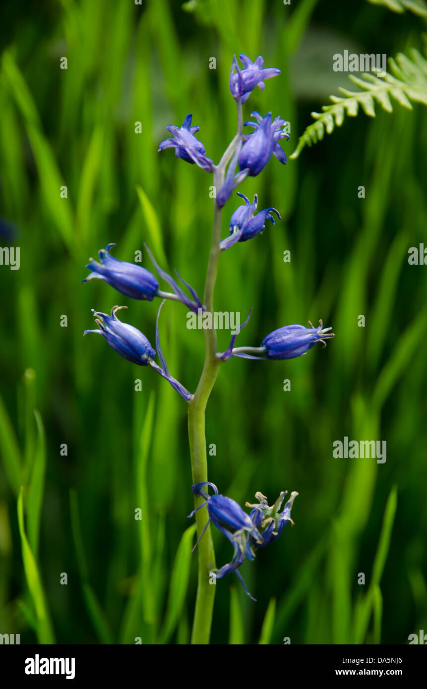 Blaue Blume Stockfoto