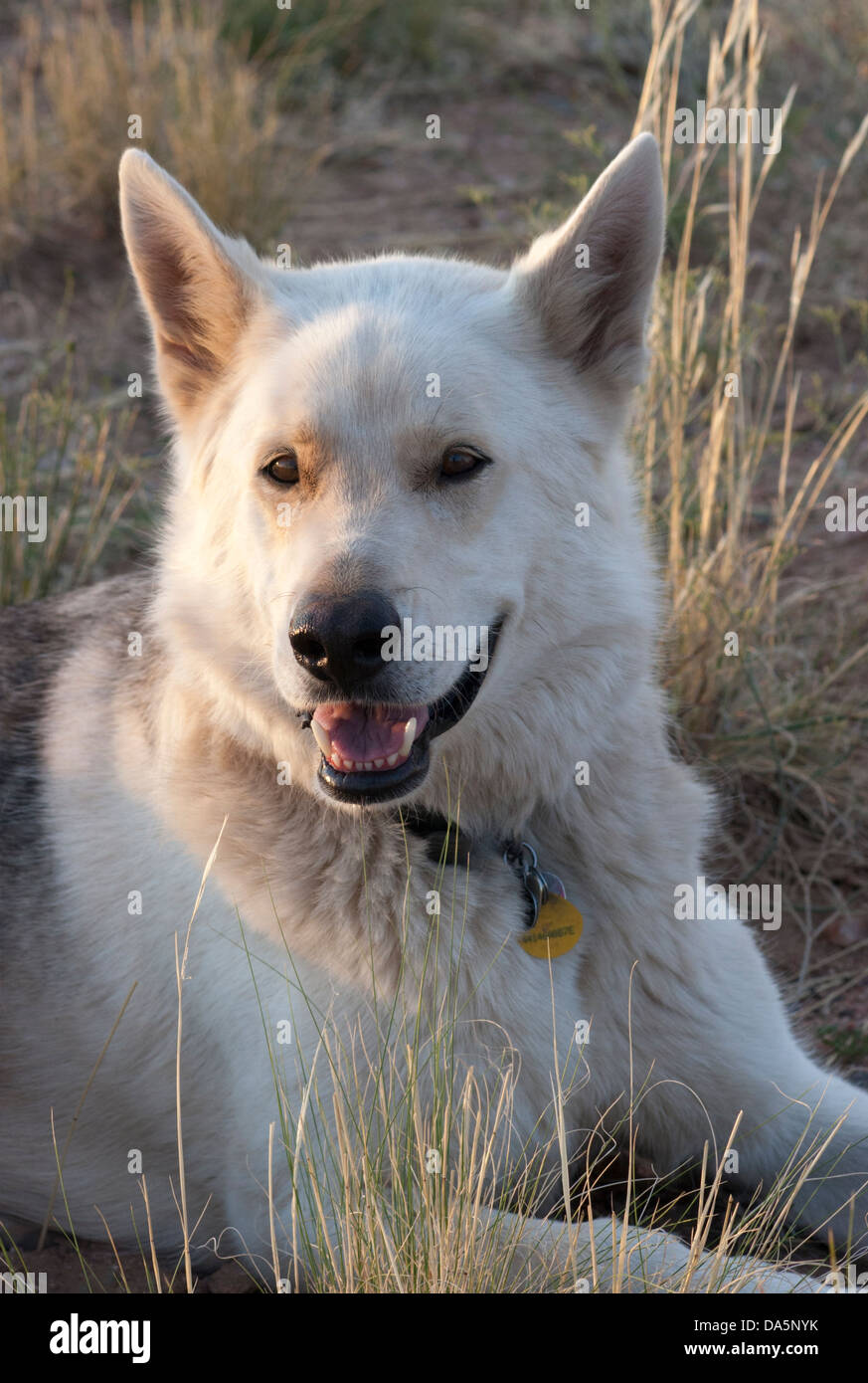Wolfshund (Weißer Schäferhund - Wolf Kreuz) im Freien auf der Ranch  Stockfotografie - Alamy