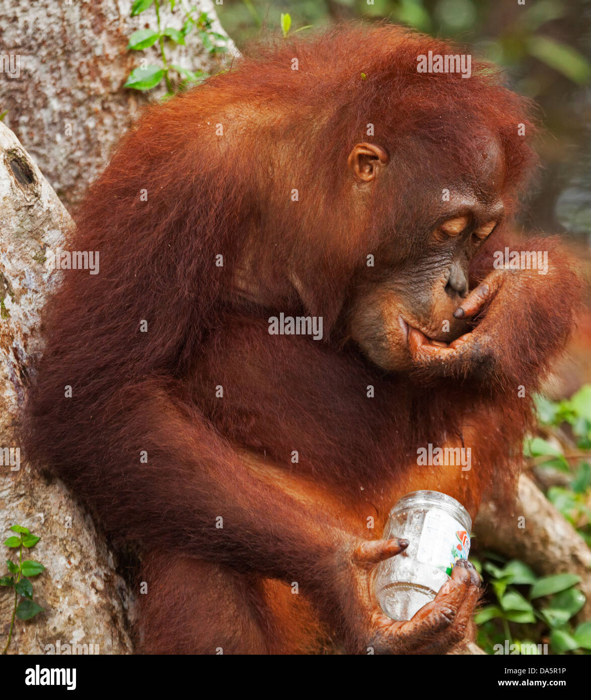 Wild bornesischen Orang-utan (Pongo pygmaeus) junge männliche lecken Finger mit Essen von weggeworfenen Jar Stockfoto