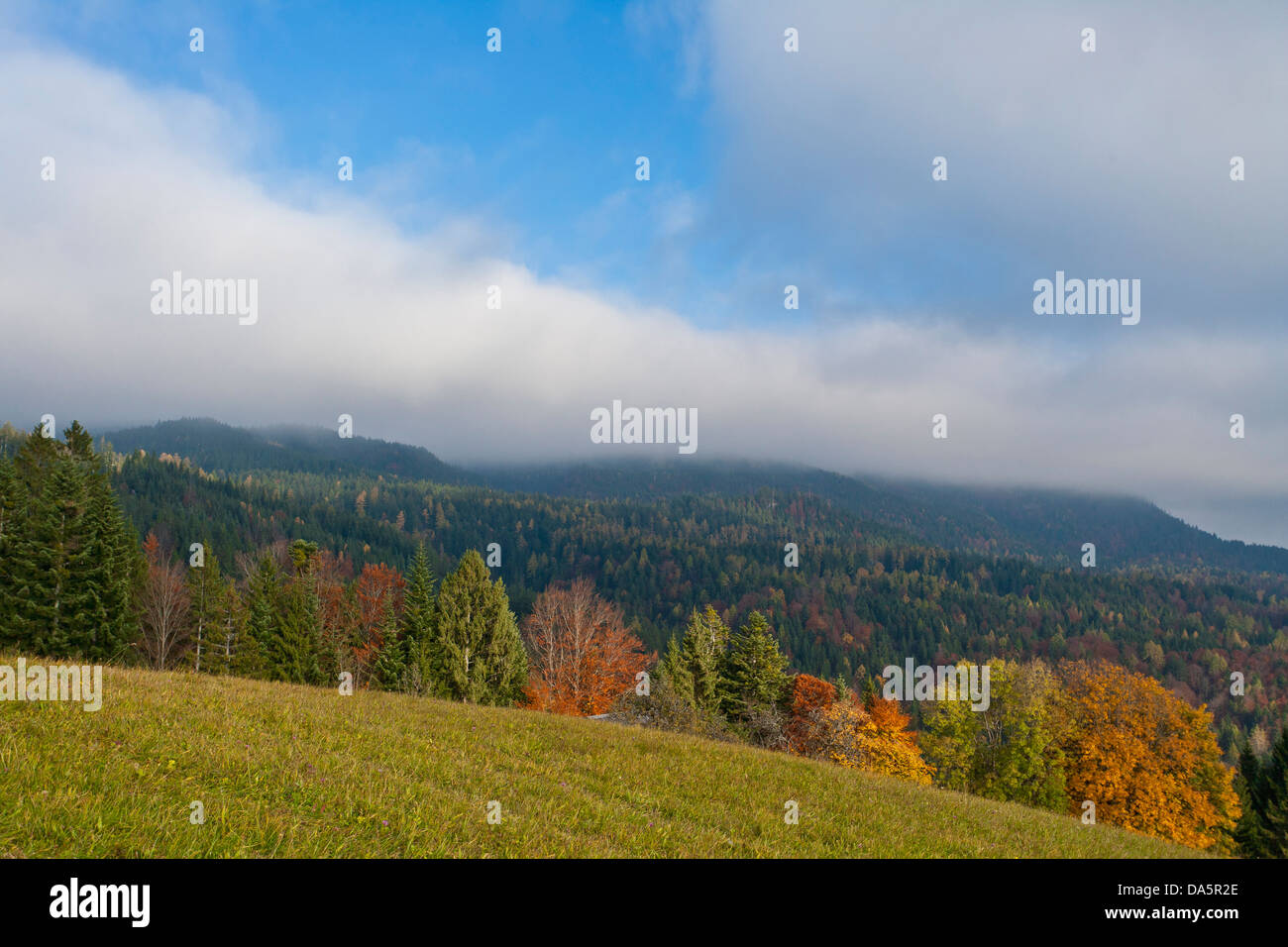 Stimmung, Herbst, Bad Goisern, Oberösterreich, Österreich, Europa, Bright, Laub, Nebel, Stimmung, Holz, Wald, Stockfoto