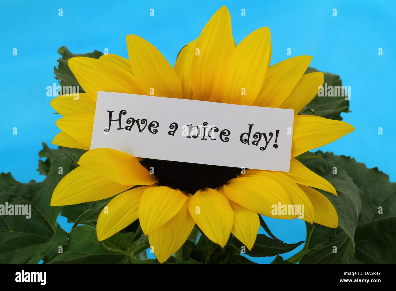 Haben Sie einen schönen Tag-Hinweis auf Sonnenblume Stockfoto