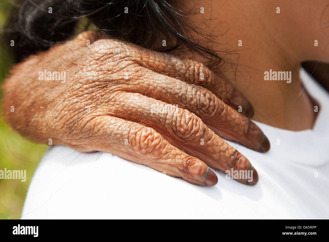 Die Hand des jungen Waisenkinders Orang-Utan hält sich an den Hausmeister im Orang-Utan Care Center & Quarantäne-Einrichtung, die von Birute Galdikas in Indonesien betrieben wird Stockfoto