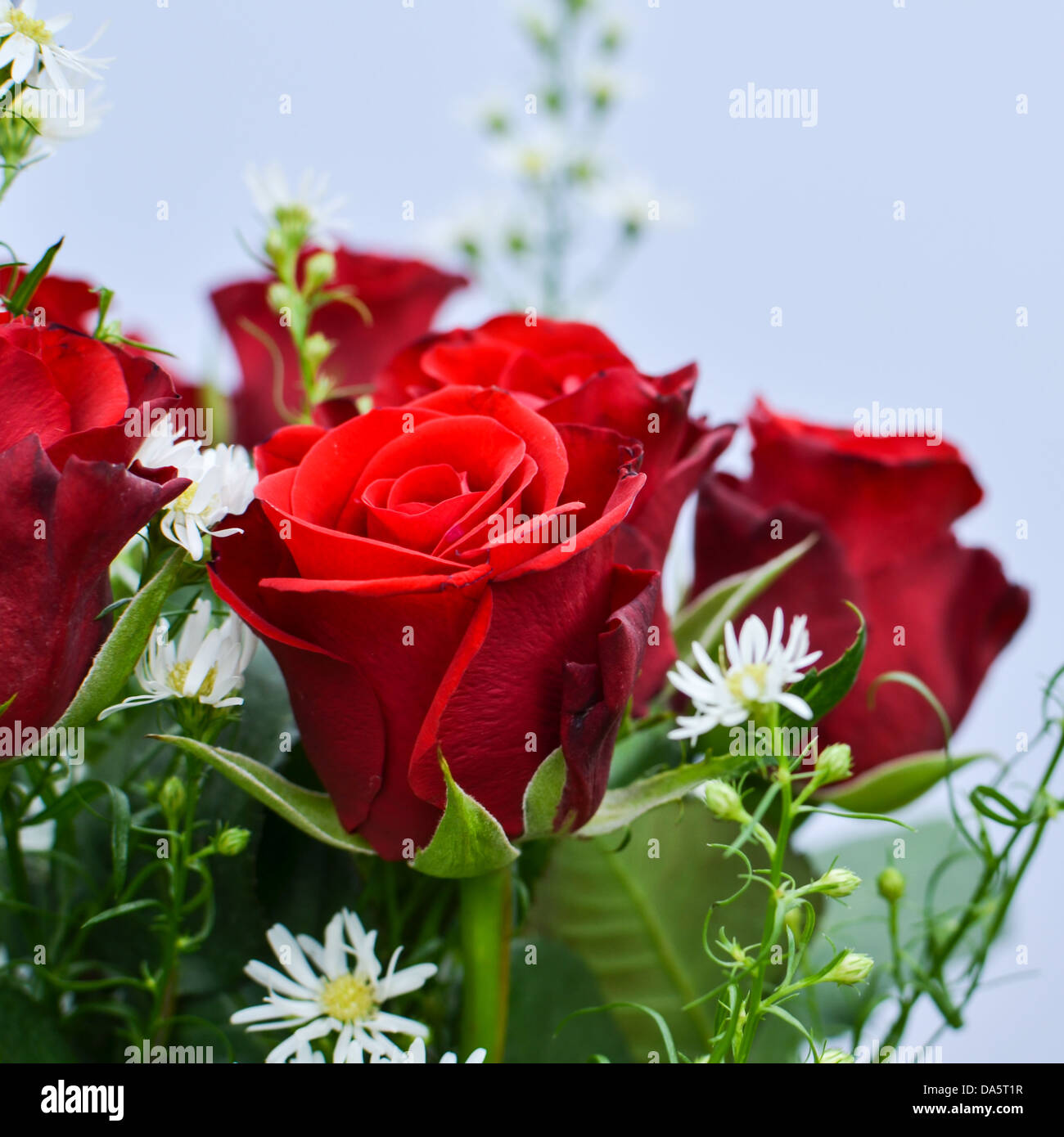 Detail von einem Bouquet von roten Rosen und Gänseblümchen. Stockfoto