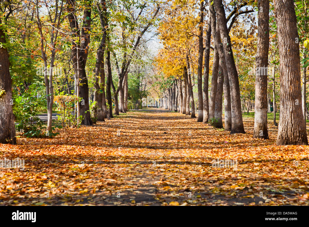 Landschaft im Herbst park Stockfoto