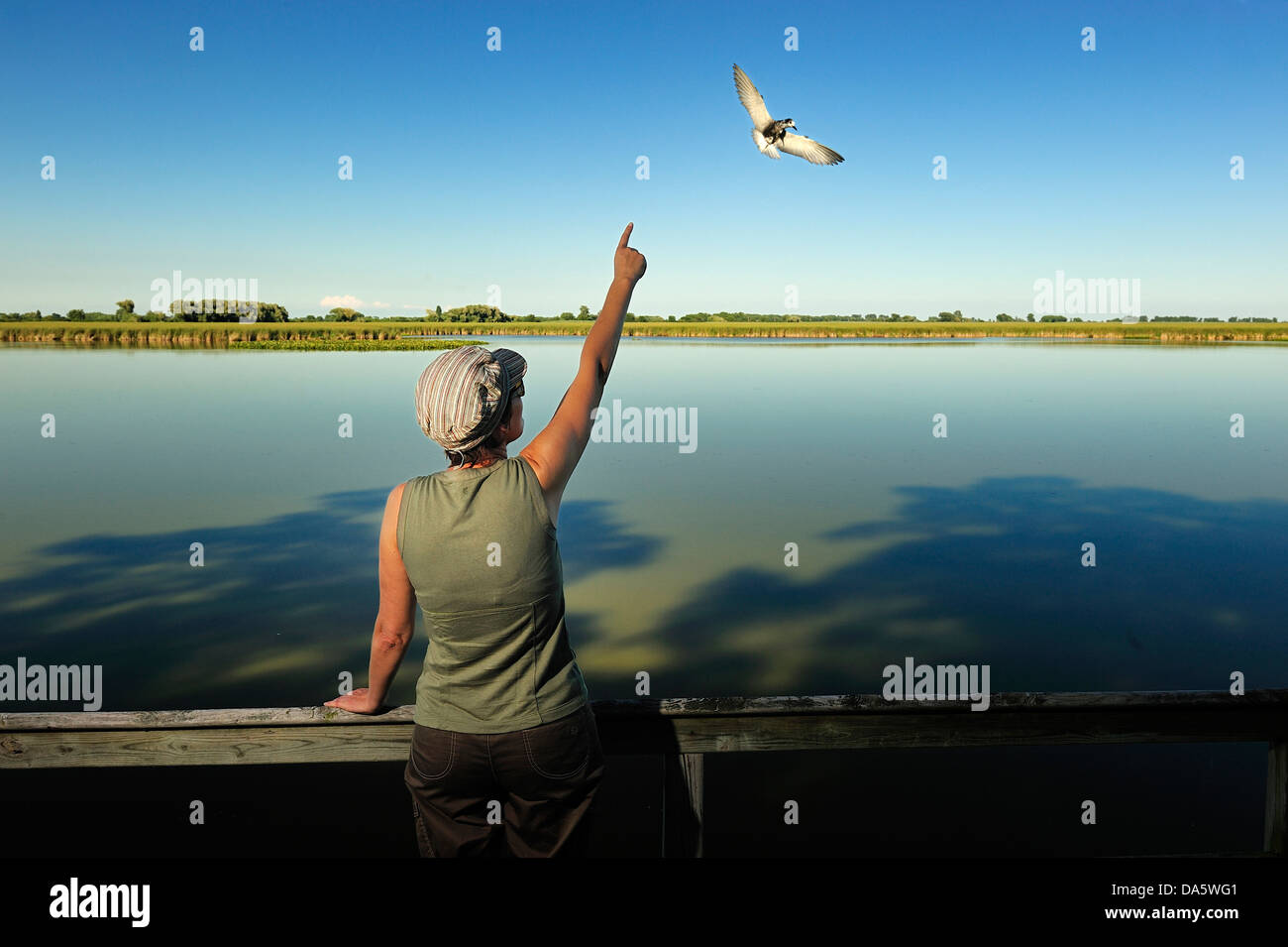 Frau, Vogelbeobachtung, Vogelbeobachter, Heiligtum Teich, Point Pelee, Nationalpark, Leamington, Ontario, Kanada, Vögel Stockfoto