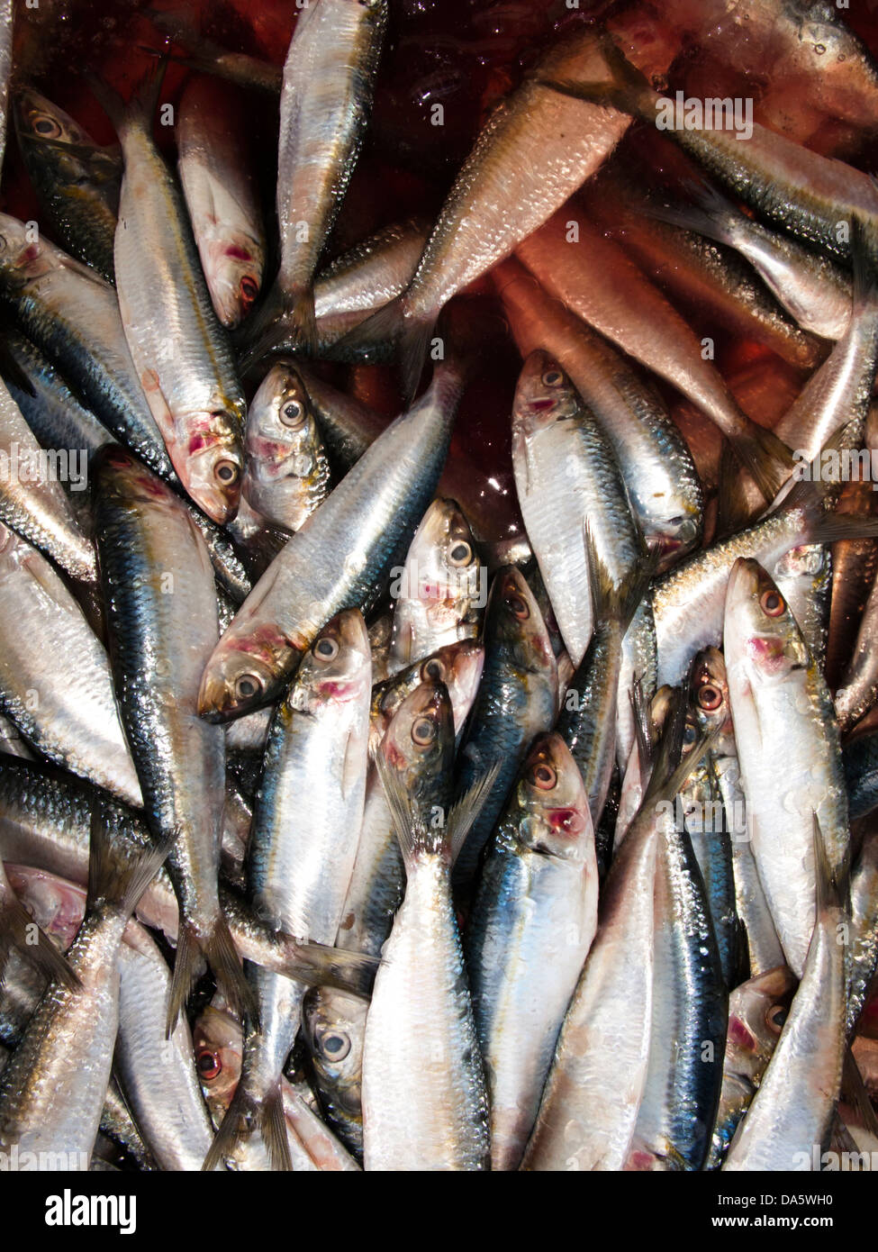 frischen Fisch in lokalen Fischmarkt bei Santos City, Bundesstaat Ufer von Sao Paulo, Brasilien Stockfoto