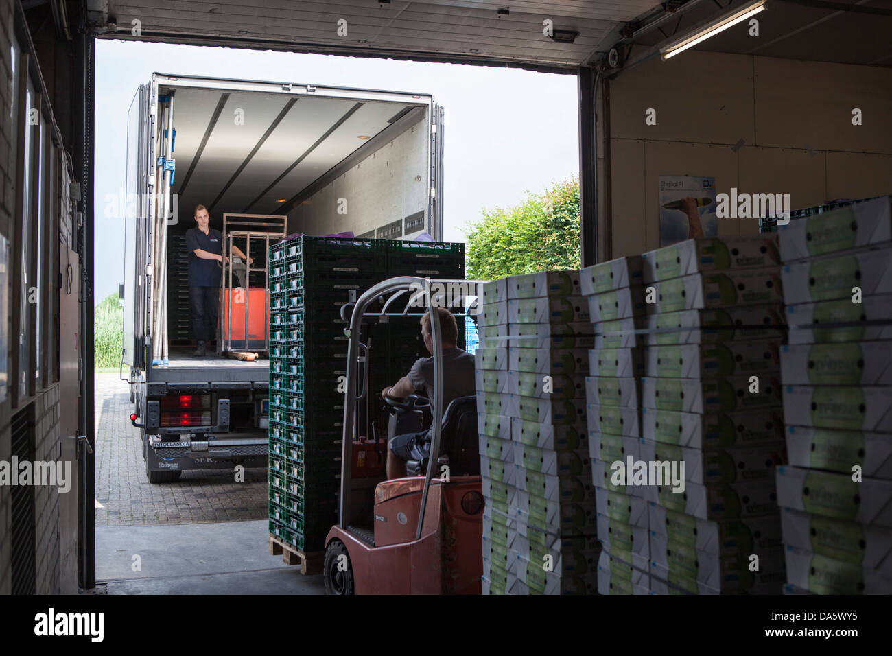 Beladung eines LKW mit Gemüse aus einem Gewächshaus in den Niederlanden Stockfoto