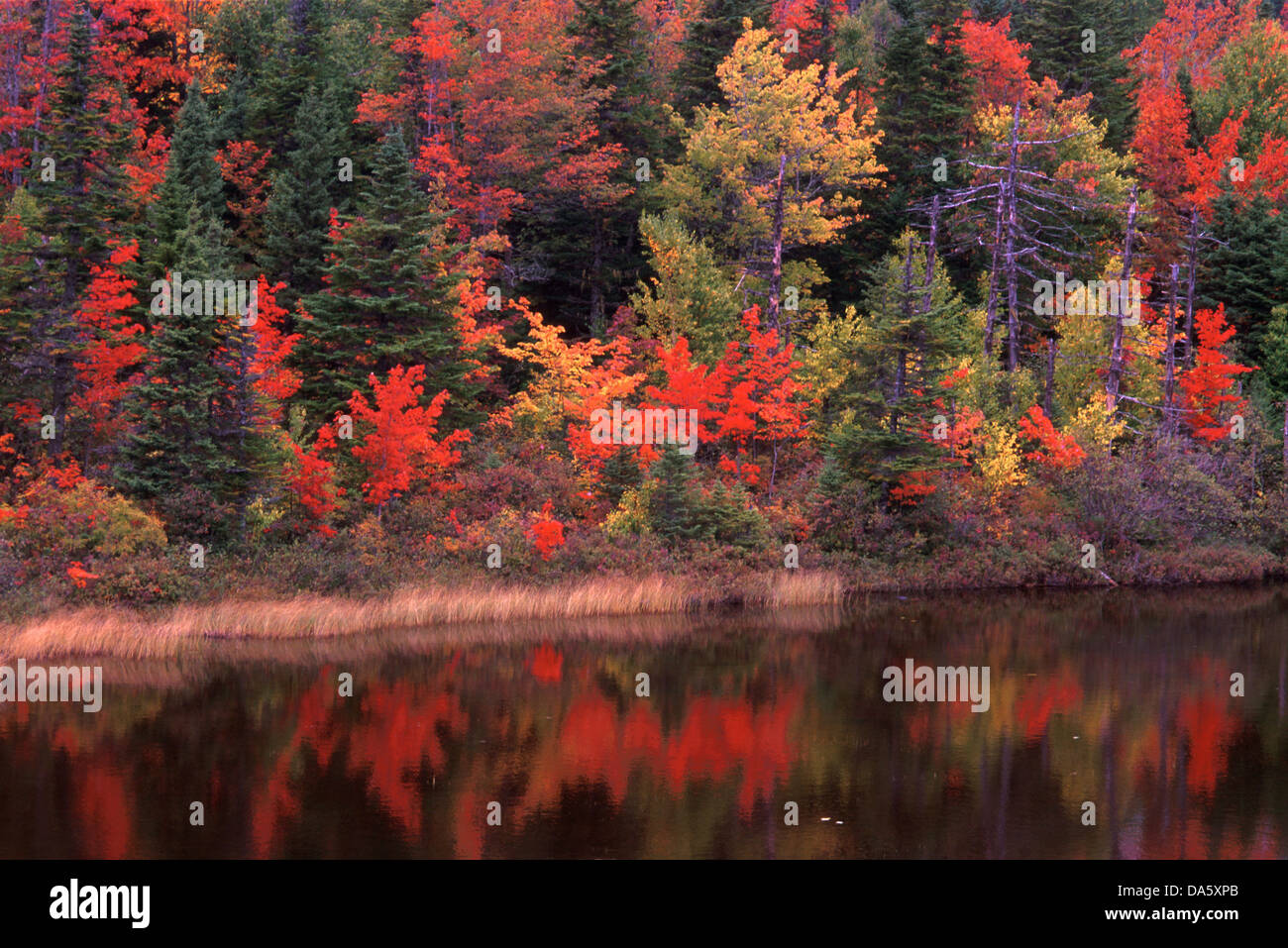 Teich, Grand Falls-Windsor, Neufundland, Kanada, indischen Sommer, Herbst, Bäume, rot, Blätter Stockfoto