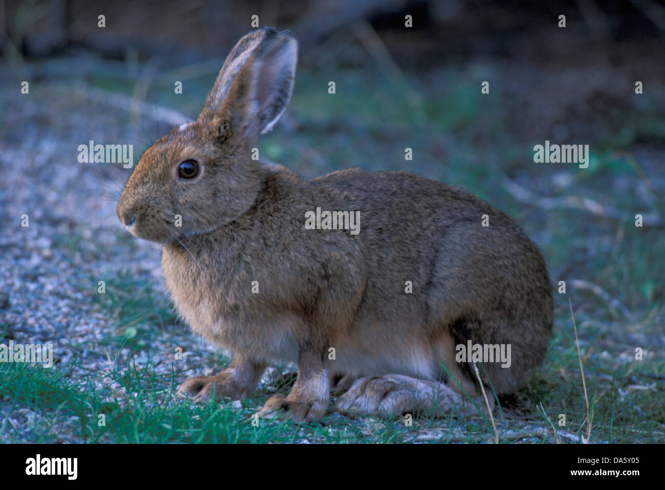 Ohren, Terra Nova, National Park, Neufundland, Kanada, Kaninchenfell, Tier, Stockfoto