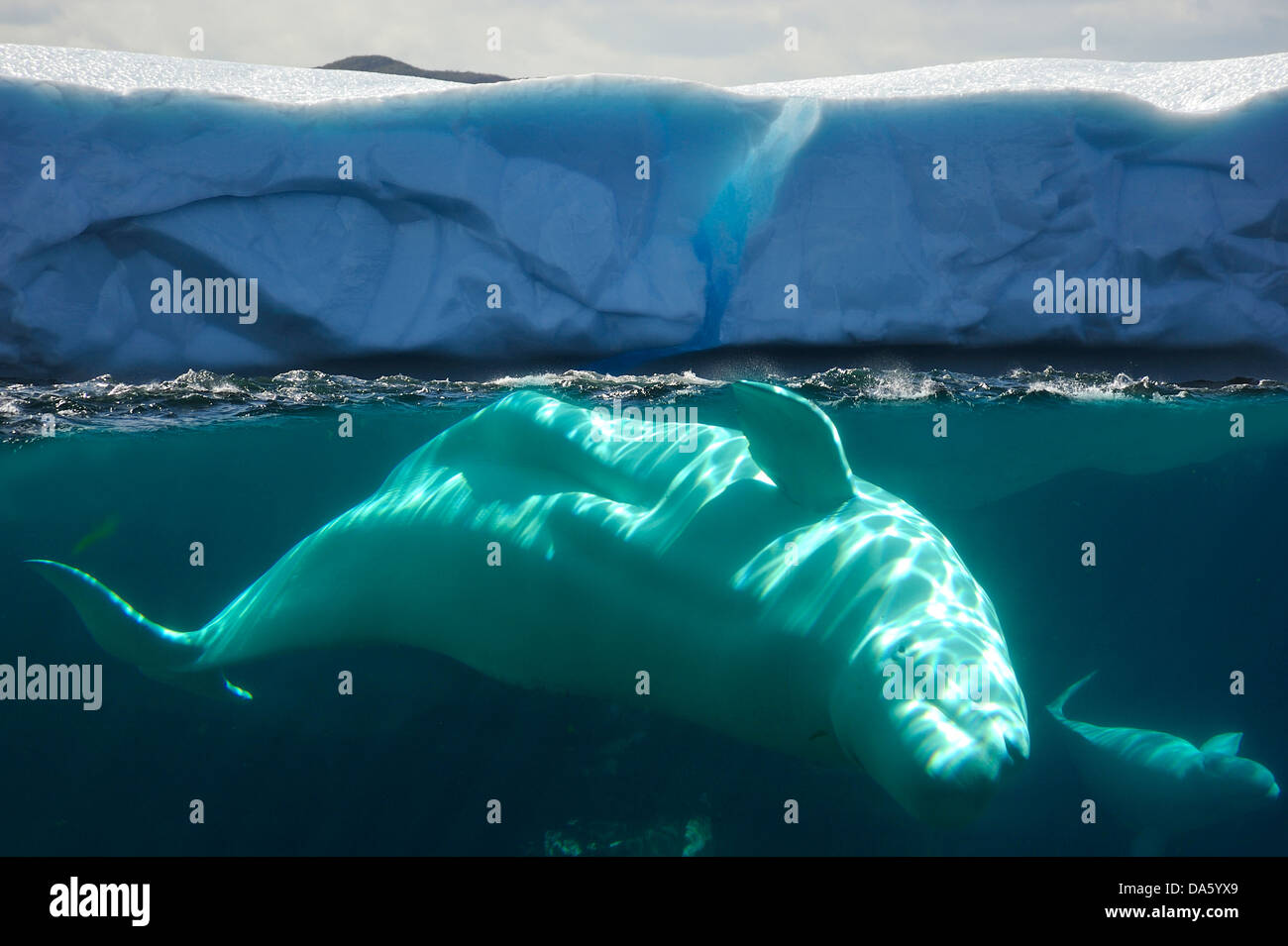 Beluga, Wal, Delphinapterus Leucas, Eisberg, Twillingate, Neufundland, Kanada, Eis, Natur Stockfoto