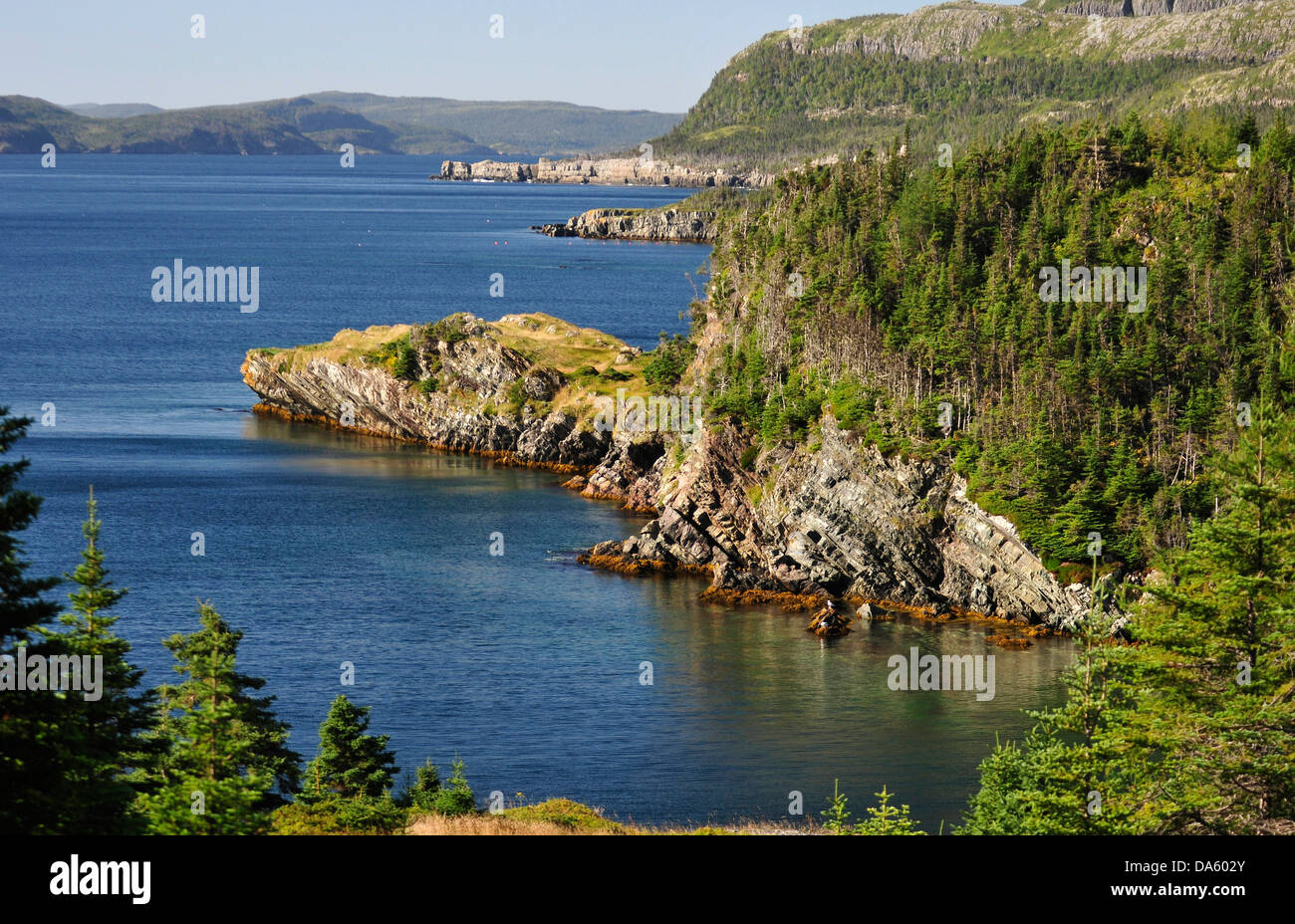 Robuste, Küste, neue Bonaventura, Neufundland, Kanada, Meer, Wald, Landschaft, Stockfoto