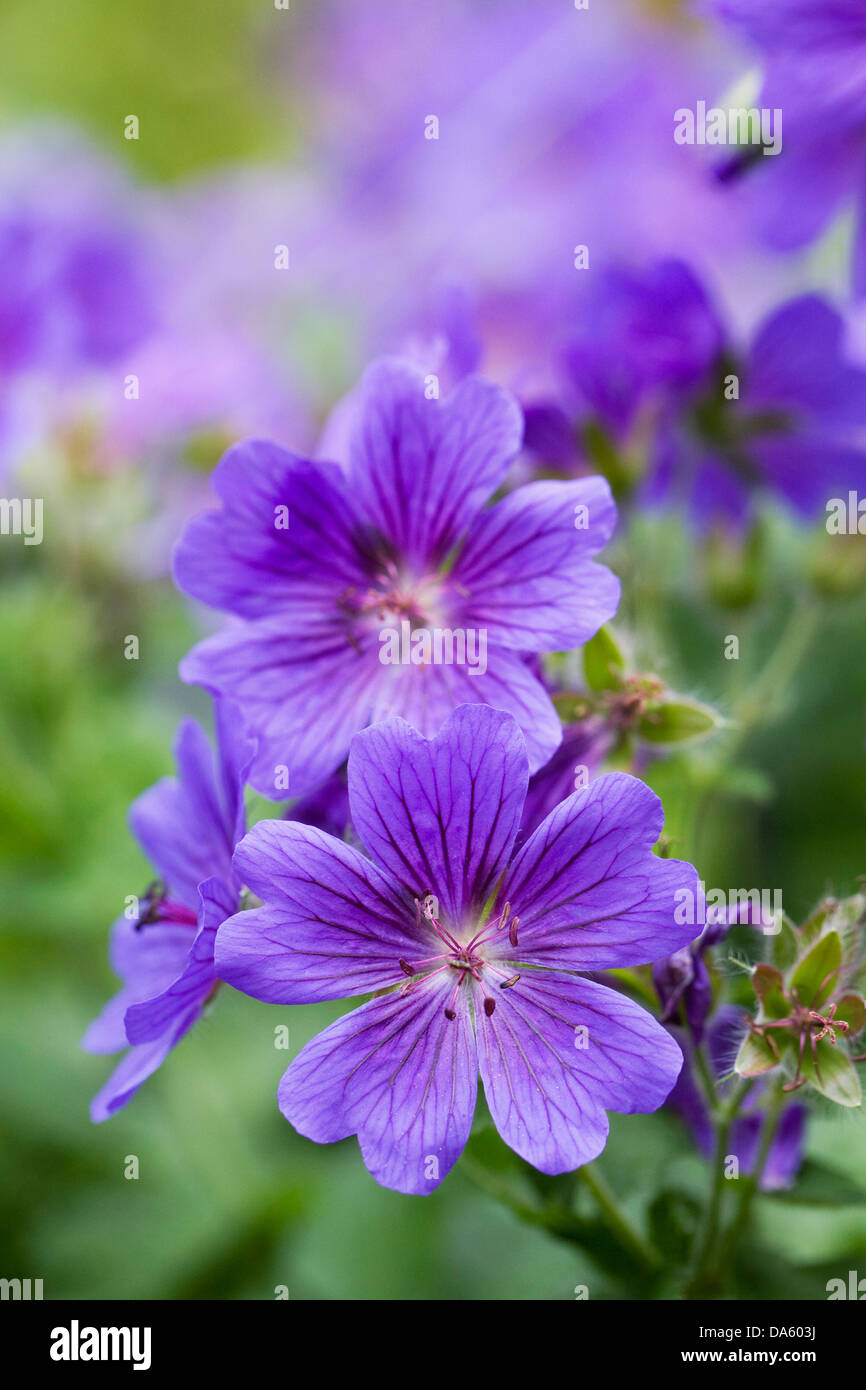 Geranium X magnificum wachsen in einem englischen Garten. Stockfoto