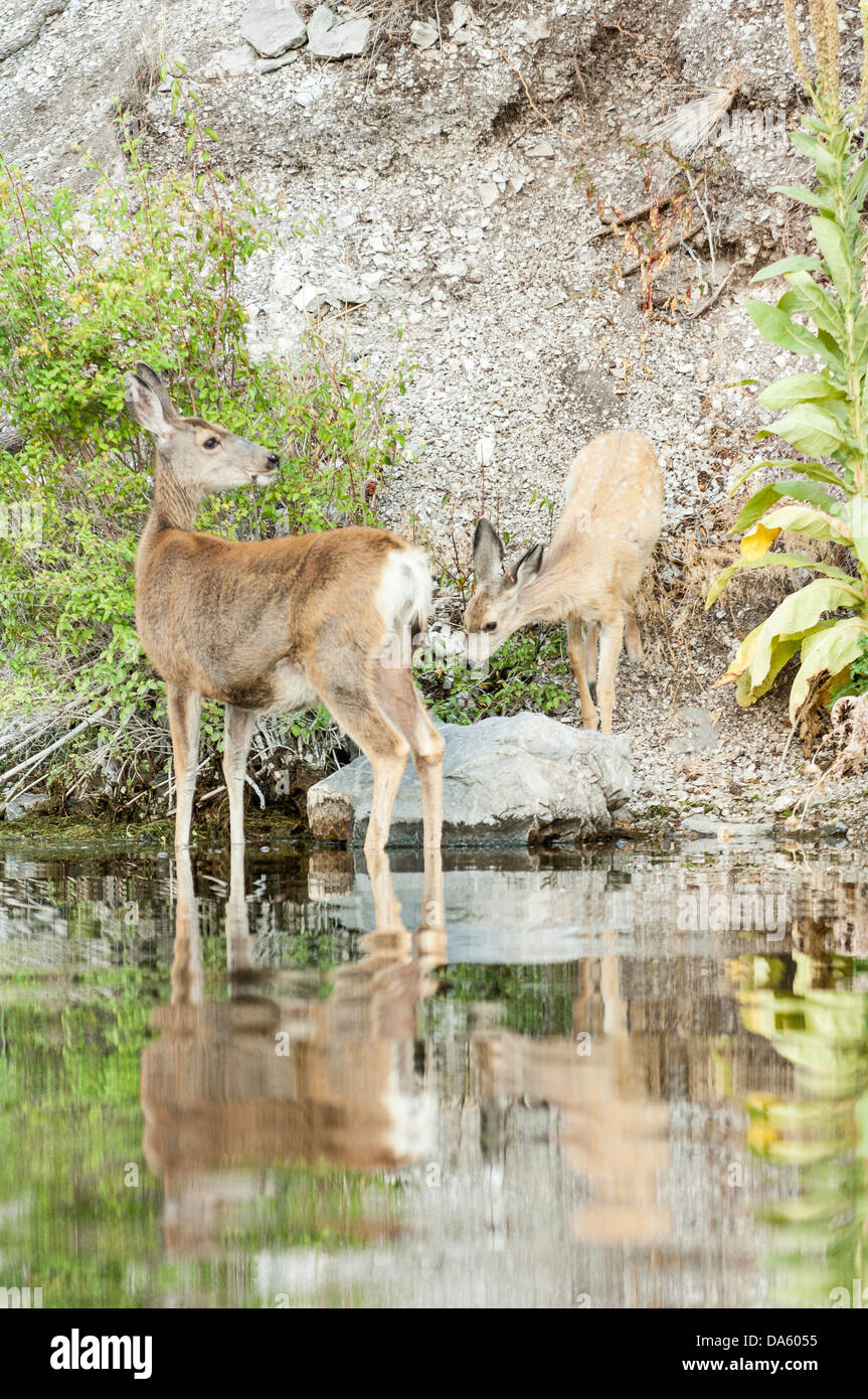 Ein White-Tail Hirsch Reh und ihr Kitz grasen am Ufer des Missouri River vor Toren des Gebirges, in der Nähe von Helena, Mont. Stockfoto