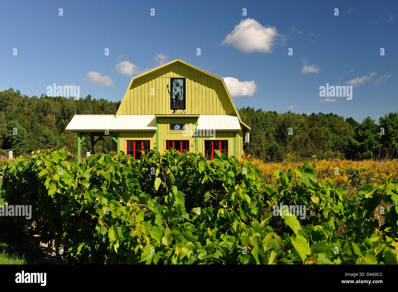 Kanada, Wolken, Bauernhof, Quebec, Weinberge, Scheune, Feld, Trauben, Horizontal, Sommer, Wein, Weingut, Ripon, gelb, Haus Stockfoto