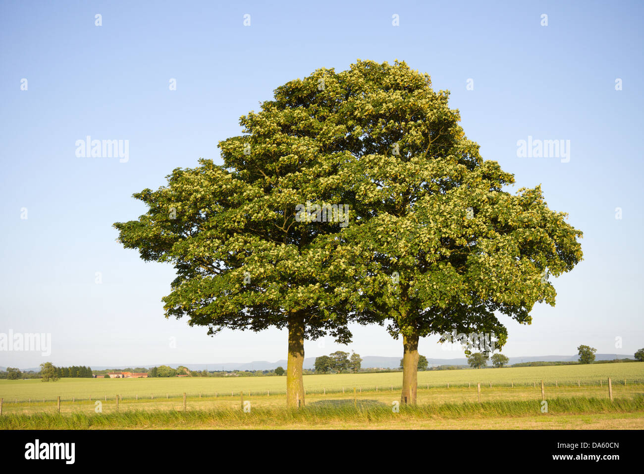 Zwei Bäume, zwei Platanen als einer Stockfoto