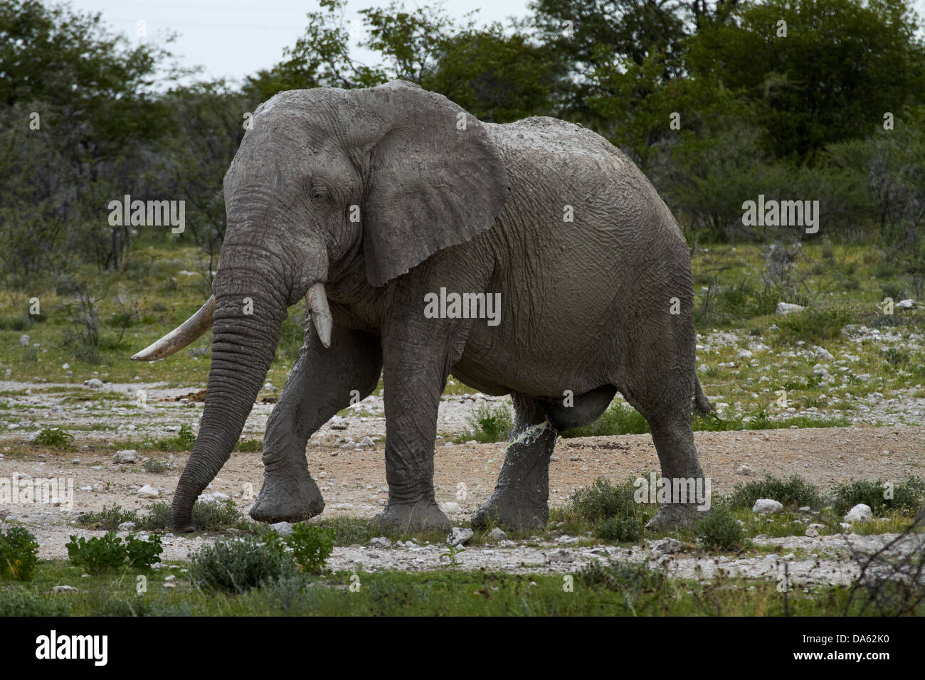 Elefant (Loxodonta Africana), Etosha Nationalpark, Namibia, Afrika Stockfoto