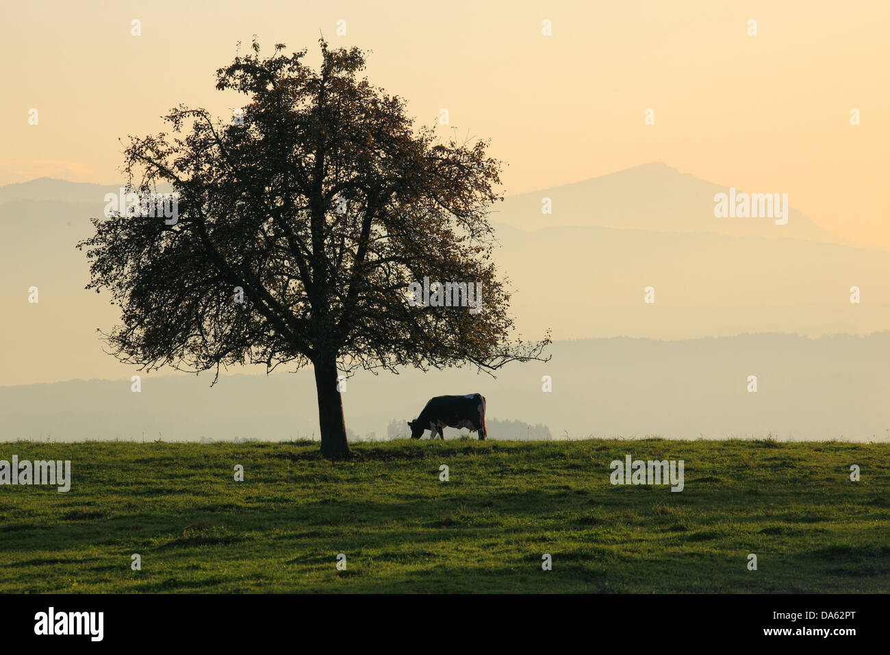 Abstufungen, Alpen, Apfelbaum, Ansicht, anzeigen, Hittnau, Baum, Berg, Bergpanorama, Berge, Bergpanorama, Herbst, Autu Stockfoto