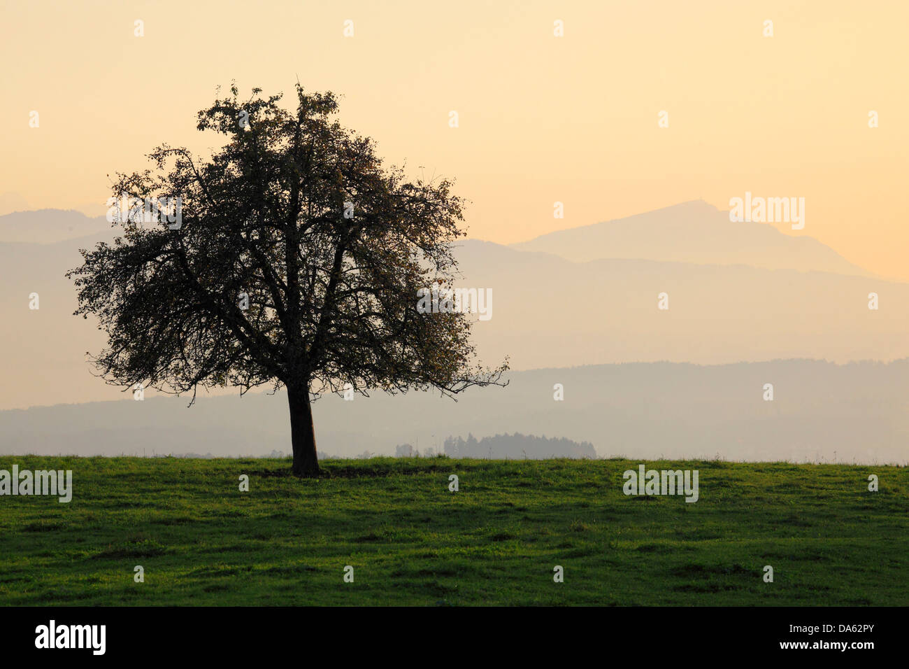 Abstufungen, Alpen, Apfelbaum, Ansicht, anzeigen, Hittnau, Baum, Berg, Bergpanorama, Berge, Bergpanorama, Herbst, Autu Stockfoto