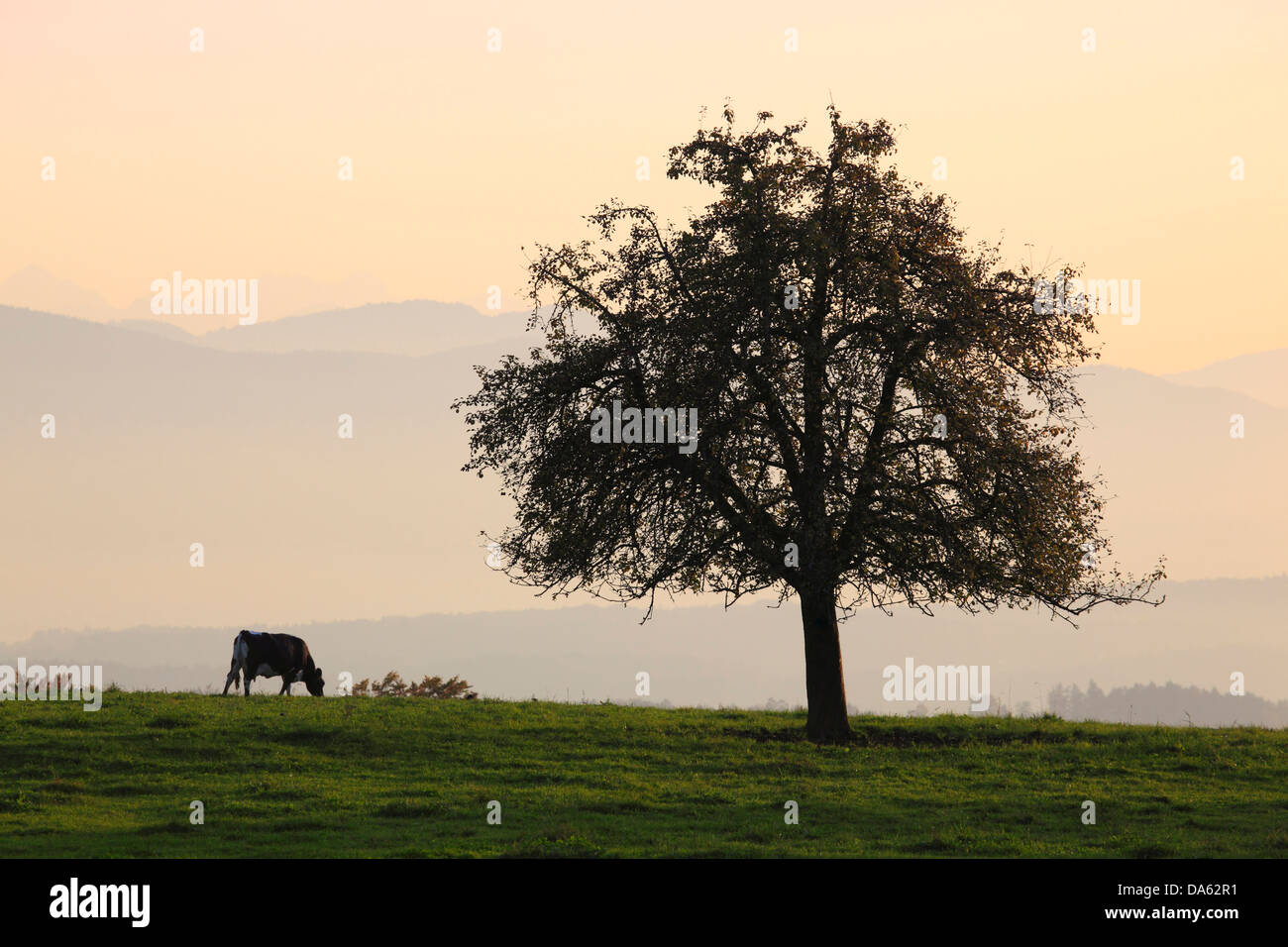 Abstufungen, Alpen, Apfelbaum, Ansicht, anzeigen, Hittnau, Baum, Berg, Bergpanorama, Berge, Bergpanorama, Herbst, Autu Stockfoto