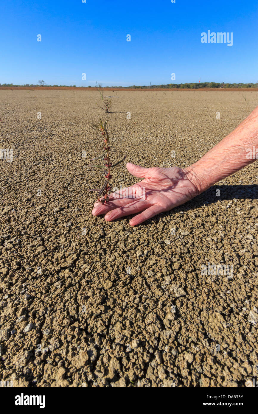 getrocknet Out, Dürre, trockene Bett, Hagerman, National Wildlife Refuge, Lake Texoma, Pflanze, überleben, Überlebender, Texas, hart, USA, Uni Stockfoto
