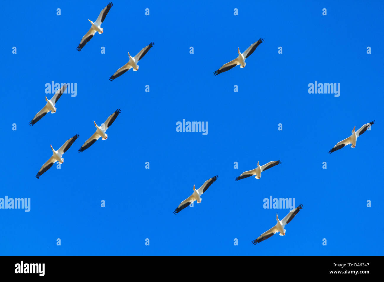 American White Pelikan, Pelikan, Vogel, Fliege, aquatische Vogel, Flug, Lake Texoma, Pelecaniformes, Pelecanus Erythrorhynchos, Texas, Stockfoto