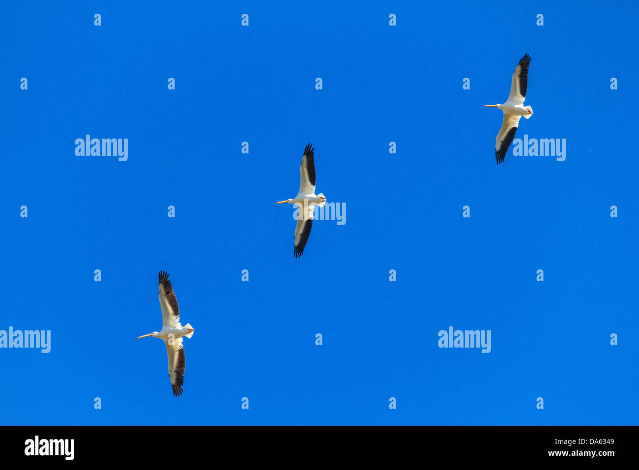 American White Pelikan, Pelikan, Vogel, Fliege, aquatische Vogel, Flug, Lake Texoma, Pelecaniformes, Pelecanus Erythrorhynchos, Texas, Stockfoto