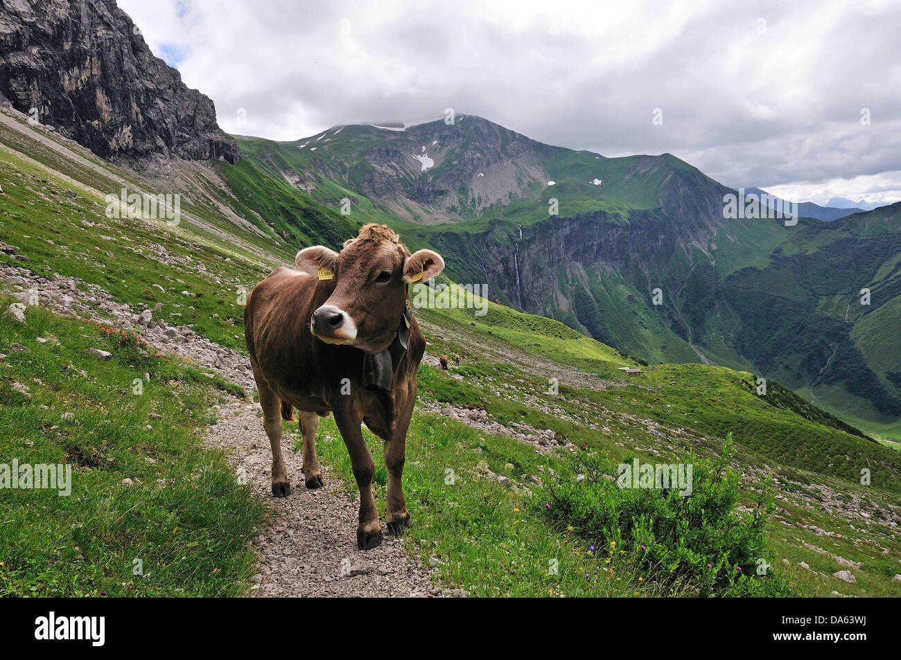 Junge, bovine Tier, Kuh, Tier, Bos Primigenius Taurus, Oytal, Oberstdorf, Allgäu, Alpen, Bayern, Deutschland, Europa, Agricultur Stockfoto