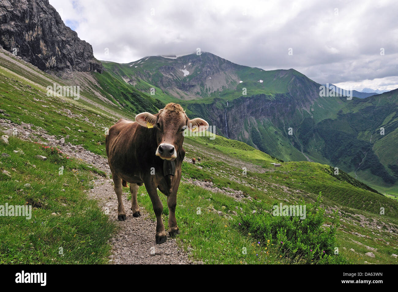 Junge, bovine Tier, Kuh, Tier, Bos Primigenius Taurus, Oytal, Oberstdorf, Allgäu, Alpen, Bayern, Deutschland, Europa, Agricultur Stockfoto